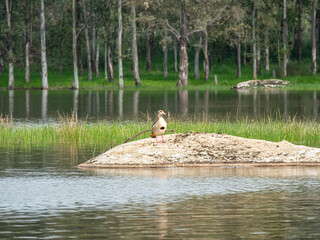 An Egyptian goose stands alone on a rock amidst the lake water, surrounded by green grass and trees in the background. © Licia.Galli