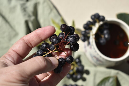 Close Up of Hand Holding Freshly Picked Wild Black Elderberry Branch Over Tea Mug