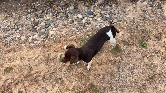 A small brown and white dog walks along a gravel road, curious pet behavior, outdoor adventure, animal life.