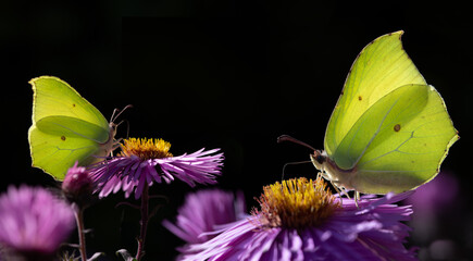 Two lemon butterflies are searching for nectar on asters. The background is dark. © leopictures