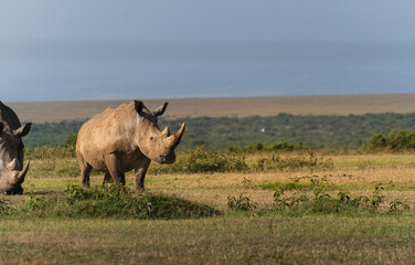 White rhinoceros standing in open African grassland © Даниил Остролуцкий
