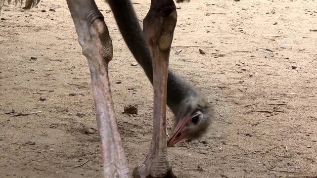 An ostrich cleaning its legs at the zoo
