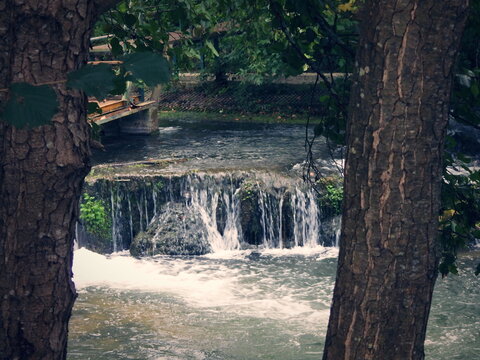Between two massive tree trunks, a small waterfall slides over a moss‑covered stone. The water falls gently into a quiet pool, creating a soothing murmur. 