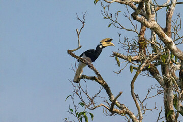 Oriental Pied hornbill in a Kinabangtan river tree. © Peter