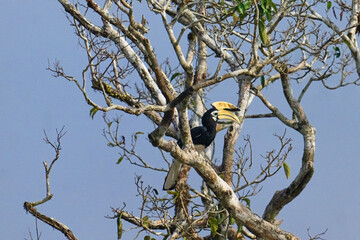 Oriental Pied Hornbill, on the Kinabangtan River, in Borneo. © Peter