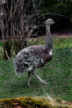 Ostrich nandu laso known as Darwin`s rhea. Latin name - Pterocnemia pennata