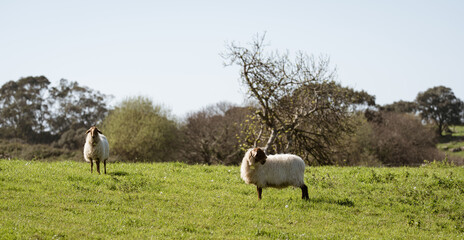Two Sheep in Green Meadow with Trees in Rural Landscape © Vjom