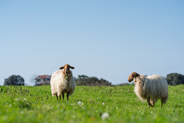 Two Sheep Grazing in Green Meadow Under Open Blue Sky © Vjom