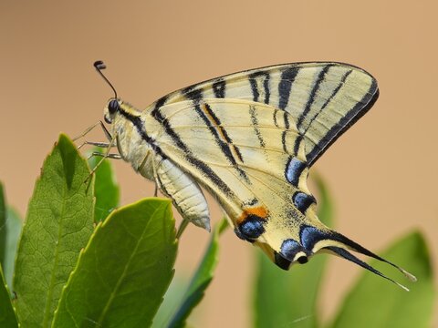 Podalirio - Iphiclides podalirius