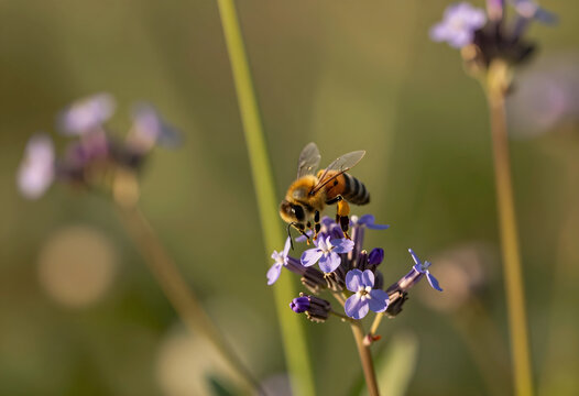 Pollination and biodiversity, honey bee collecting nectar from purple flower in nature for environmental conservation and sustainable ecosystem health