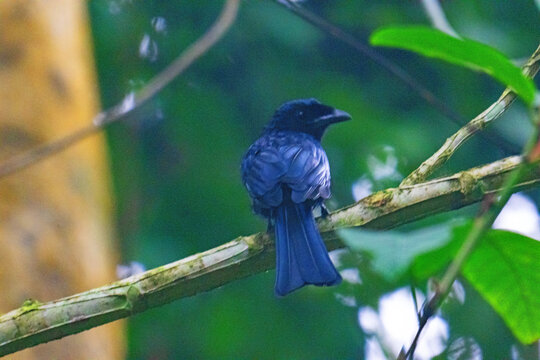 Bronzed drongo at dusk.