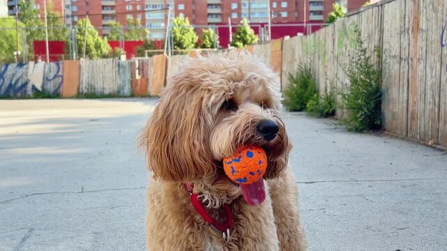 Brown curly doodle dog playing with a ball on the grass