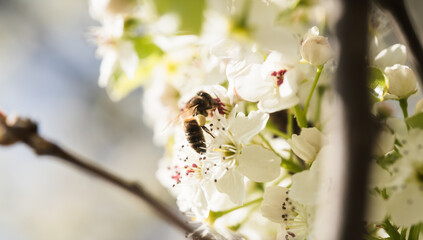 Honey Bee on White Blossoms in Soft Spring Sunlight © Vjom