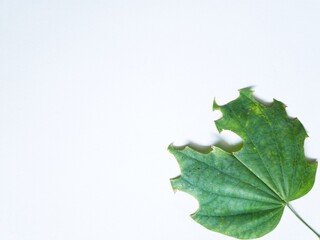 Fototapeta premium Single green leaf with edges that show signs of caterpillar bites on white background providing copy space for text.