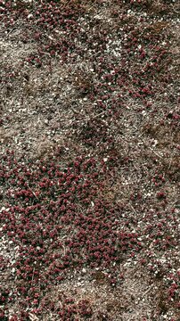 Close up of ground texture with plants