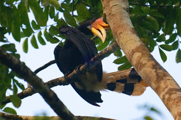 Rhinocerus hornbill acrobatics at dusk, in Tabin, Borneo. © Peter