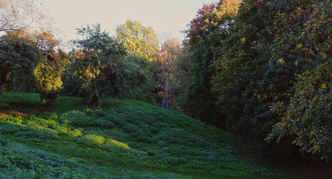 The foliage of an old, large tree in the evening light. The view of a green forest made up of deciduous trees and sunlight.