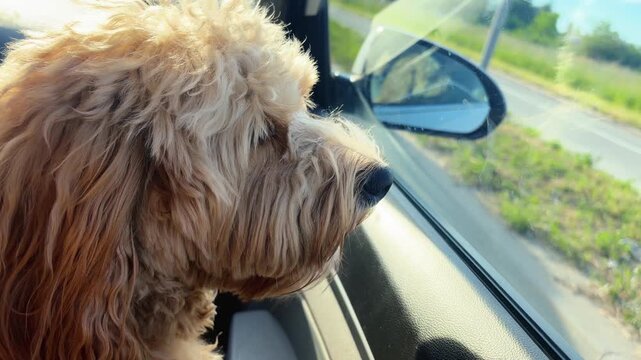 Brown curly doodle dog riding in a car and looking out the window