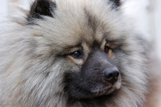 German Wolfspitz dog portrait