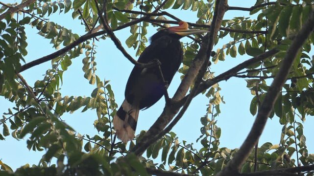 Rhinocerus Hornbill, in Tabin, Borneo.