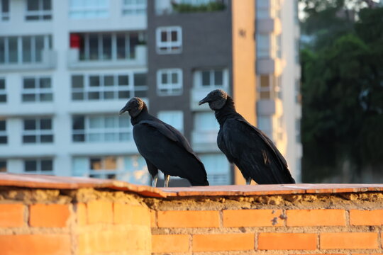Two American black vultures perched on a brick wall with blurred buildings in background