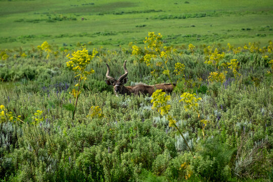 A mountain nyala antelope stands among wildflowers and shrubs in a grassland, Oromia, Bale Mountains National Park, Ethiopia