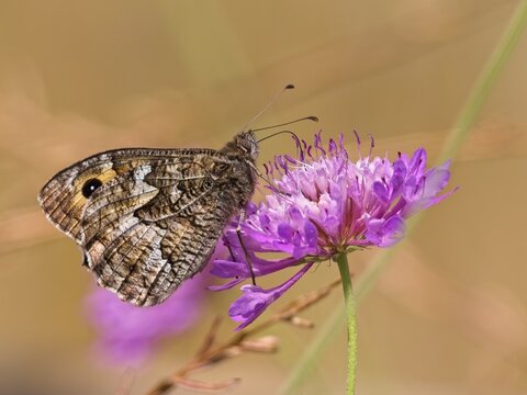Hipparchia semele