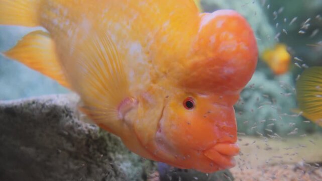 flowerhorn cichlid fish swimming in aquarium close up water scene