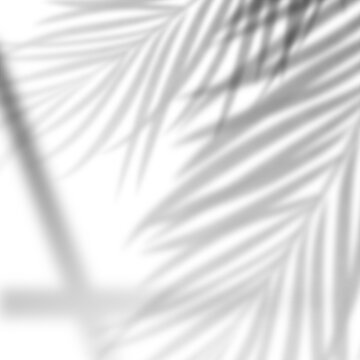 Tropical Palm Leaves Shadow Overlay on Transparent Background