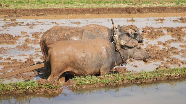 Two muddy water buffaloes plowing a traditional rice paddy field in a rural agricultural landscape.