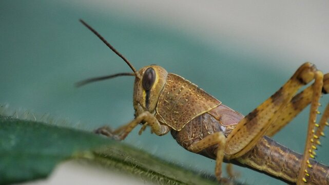 Macro close up of a brown grasshopper resting on a green leaf, highlighting insect anatomy and natural textures against a soft bokeh background.