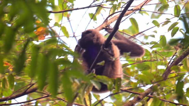 North Bornean Gibbon, in Tabin, Borneo.