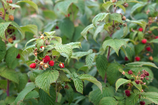 Branch of ripe red raspberries growing in organic farm garden