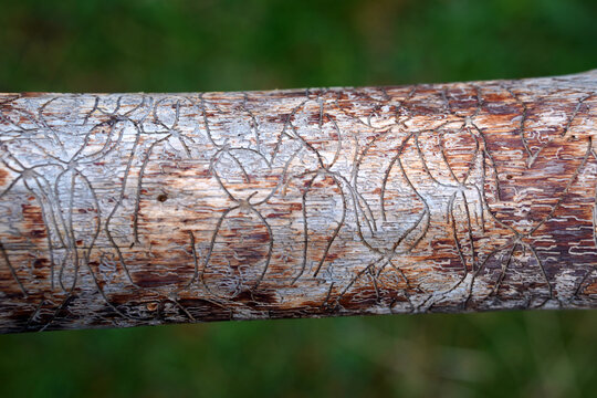 Winding tunnels made by bark beetle larvae on a wooden surface