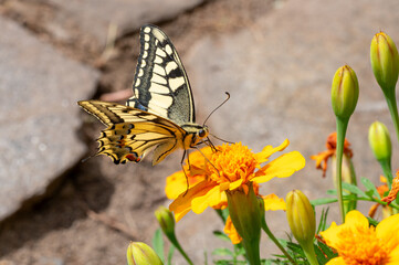 Old World swallowtail butterfly (Papilio machaon) profile view resting on bright yellow marigold flower in summer garden © Nikolay Dimitrov