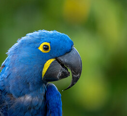 blue and yellow macaw © Ernesto