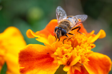 European hoverfly (Eristalis tenax) sitting on bright orange marigold flower collecting nectar in summer garden © Nikolay Dimitrov