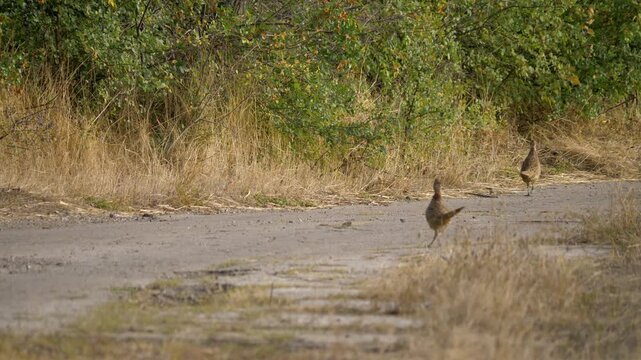 Telephoto Close Up of Wild Partridges Running on Abandoned Road. Countryside birds moving on old abandoned road with dry grass and bushes between fields during sunny autumn day.