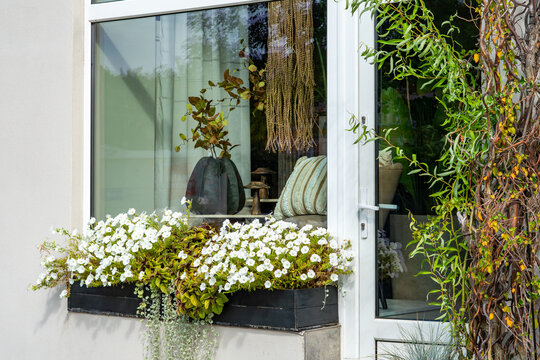 Modern window with black planter box full of white petunias and green plants on exterior sill, showing decorative vase inside and climbing branches on the right in daylight.   