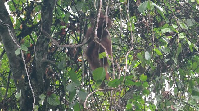 Orangutan climbing and feeding, in Tabin, Borneo.