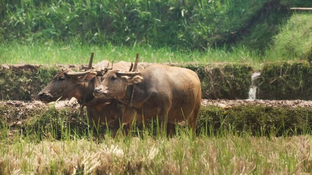 Pair of harnessed water buffaloes standing in a muddy rice field, showcasing traditional Asian agriculture and rural farming techniques in a tropical landscape.