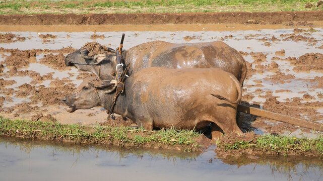 Two muddy water buffaloes in a traditional rice field, rural agriculture scene.