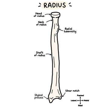 Hand Drawn Radius Bone Anatomy with Labeled Structures