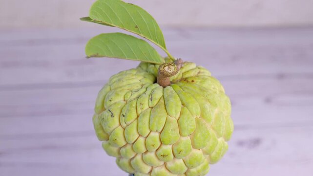 Fresh whole custard apple (sugar apple / sweetsop) slowly rotating in a seamless loop. Close-up shot highlighting the unique green textured skin and natural pattern	