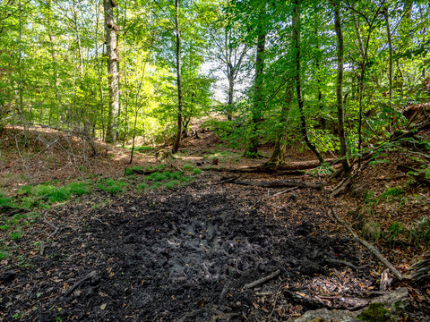 Wildschwein Suhlen im Wald