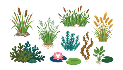 Fototapeta premium Water plants vector collection featuring swamp reeds cattails lily pads and seaweed illustrations for nature design