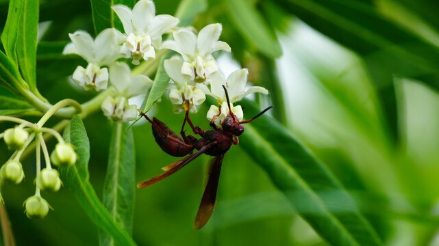 Detailed Macro Shot of a Reddish Brown Paper Wasp Feeding on White Crown Flowers or Calotropis Gigantea Blooms in a Lush Tropical Garden Setting with Blurred Green Foliage Background