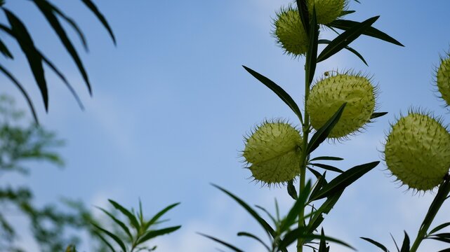 Close-up of green hairy balloon plant seed pods of Gomphocarpus physocarpus against a clear blue sky background, unique botanical texture of swan plant seed pods in a sunny outdoor summer garden.