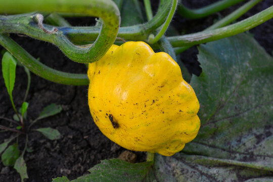Yellow Pattypan Squash Growing on Vine in Garden, macro