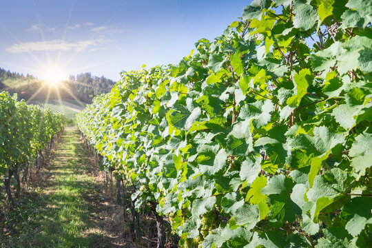 Looking Down a Row of Riesling Grapes as the Sun Rises over a Vineyard